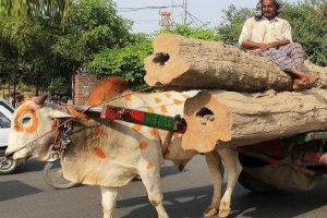 Punjab and Haryana High Court has accorded the status of legal person or entity to animals