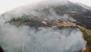 Parts of the Amazon rainforest are on fire
