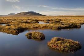 Protecting Peatlands can help attain climate goals