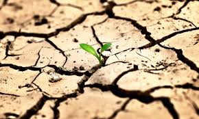 World Day to Combat Desertification and Drought 2020
