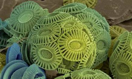 Role of ancient algae in building a healthy global marine ecosystem