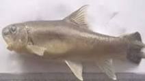 New fish species discovered in Arunachal Pradesh