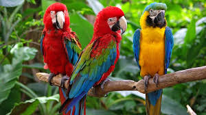 DRI busts syndicate smuggling exotic macaws from Bangladesh