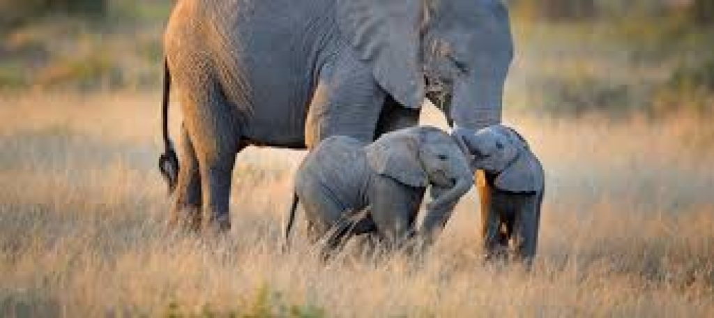 Asian elephant cubs show handedness in trunk behaviour earlier than adult usage of trunks