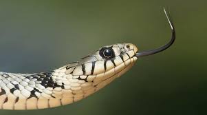 Snakebite kills 58 thousands persons per year in India