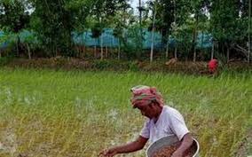 Pokkali rice seedlings travel from Kerala to the Sunderbans