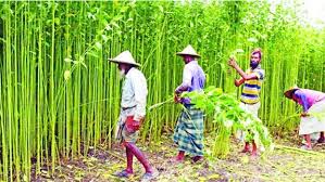 MoU to provide certified good quality seeds to jute farmers