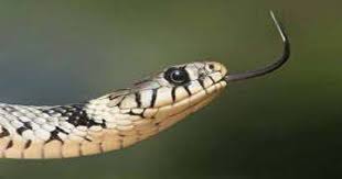 Kerala to have certified snake handlers