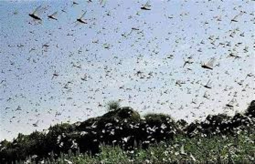 A high-level meeting to review Locust Control Operations