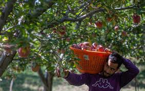 Extension of MIS for apple procurement in J&K approved