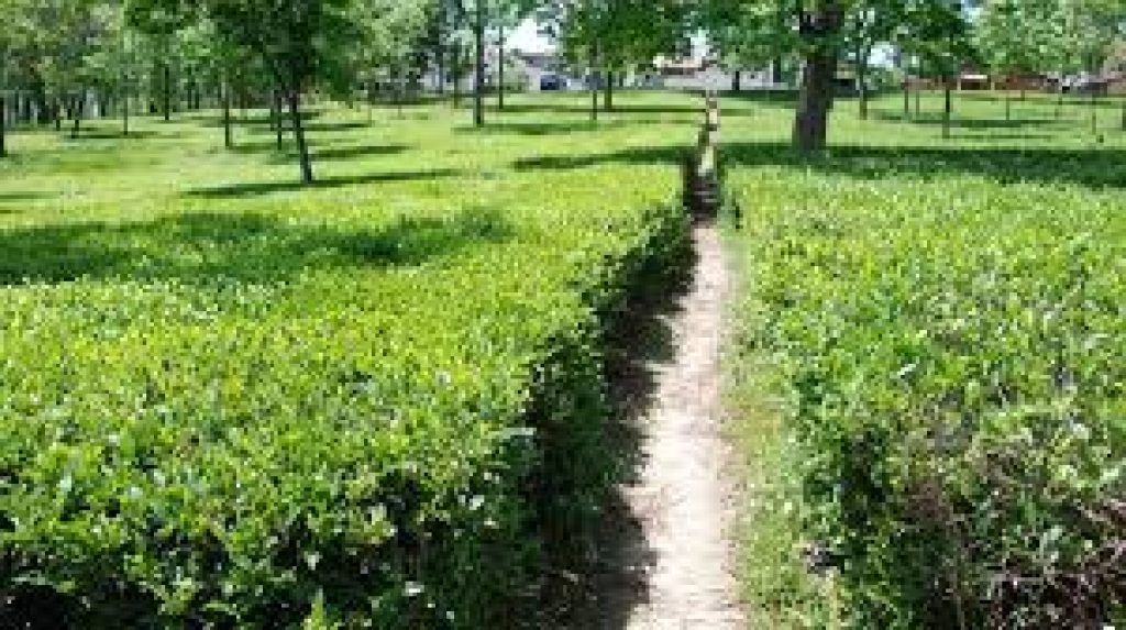 ICMR to use Kangra Tea to lower coronavirus activity