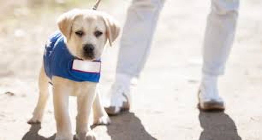 International Guide Dog Day 2020