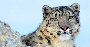 International Snow Leopard Day 2020