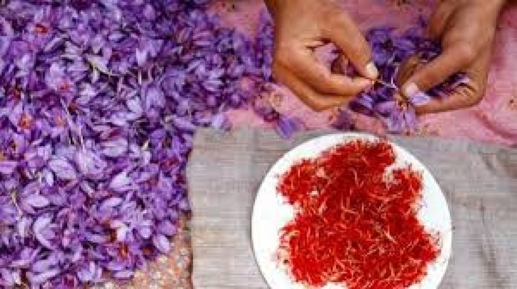 Kashmiri saffron received GI tag