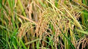 Researchers found new possibility to improve rice productivity