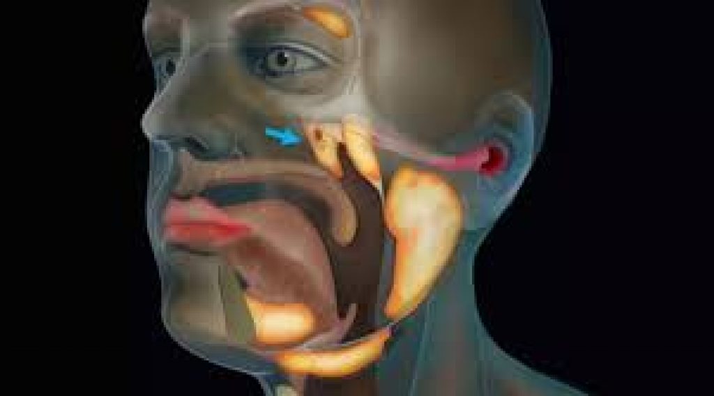 Scientists discover new organ in the human throat while studying prostrate cancer