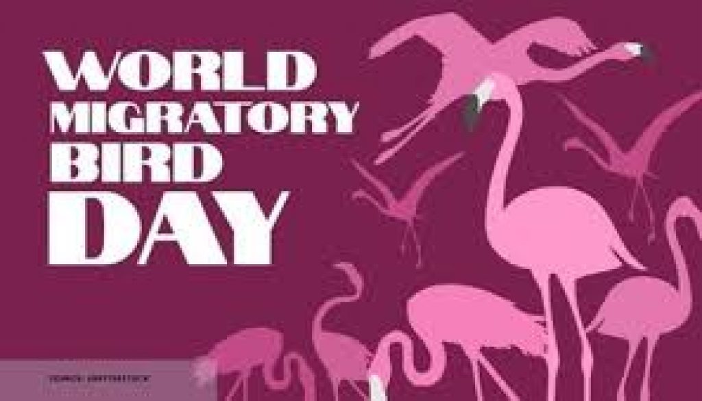 World Migratory Bird Day 2020