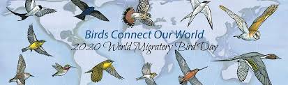 World Migratory Bird Day 2020