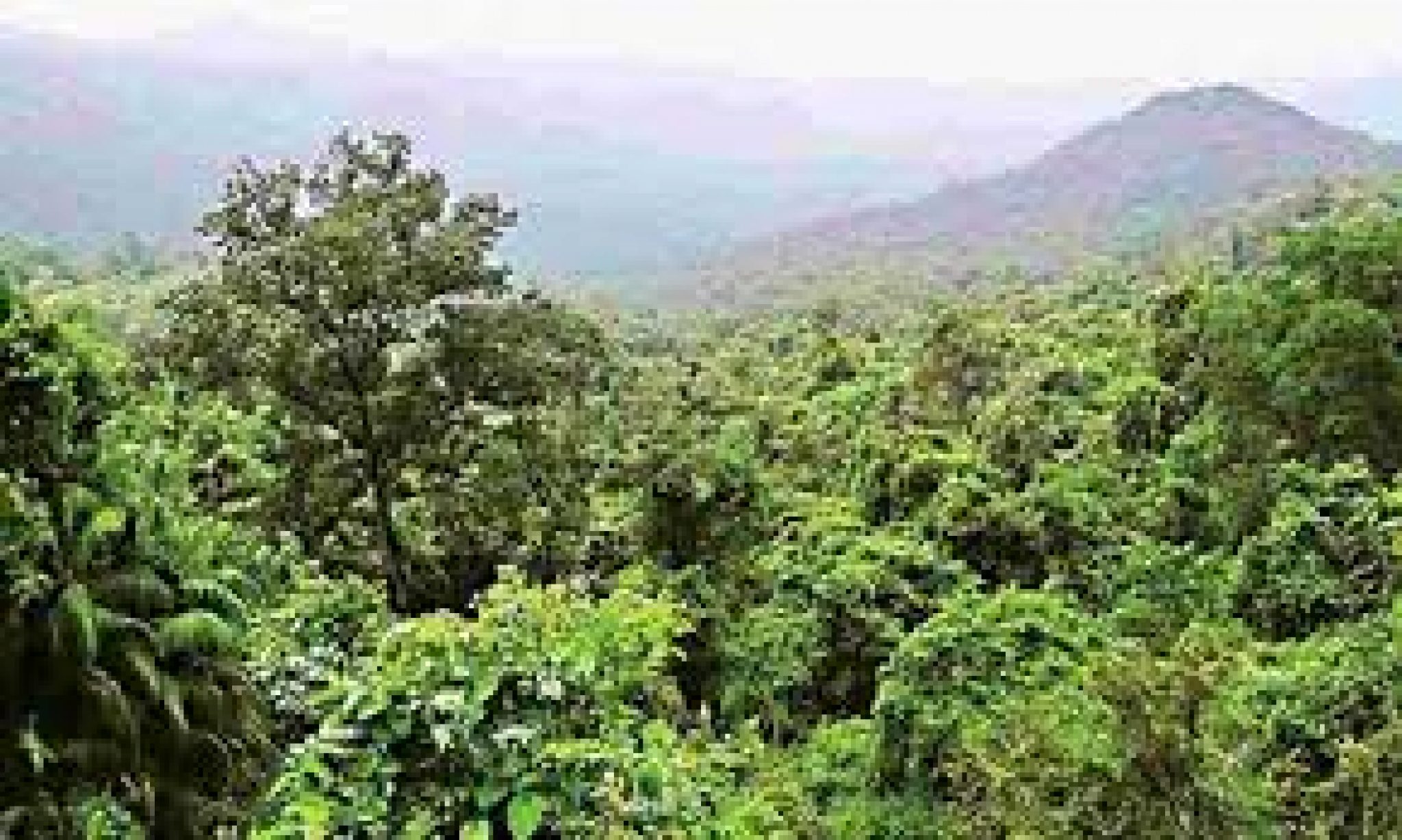 deemed-forests-in-karnataka