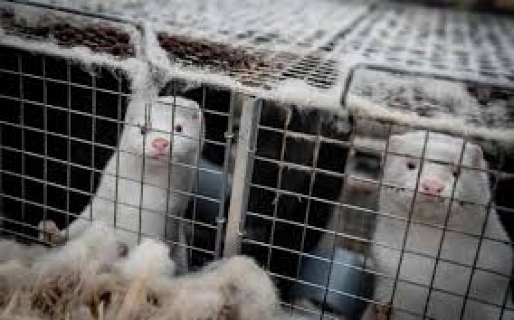 Denmark is culling its 17-million strong mink population