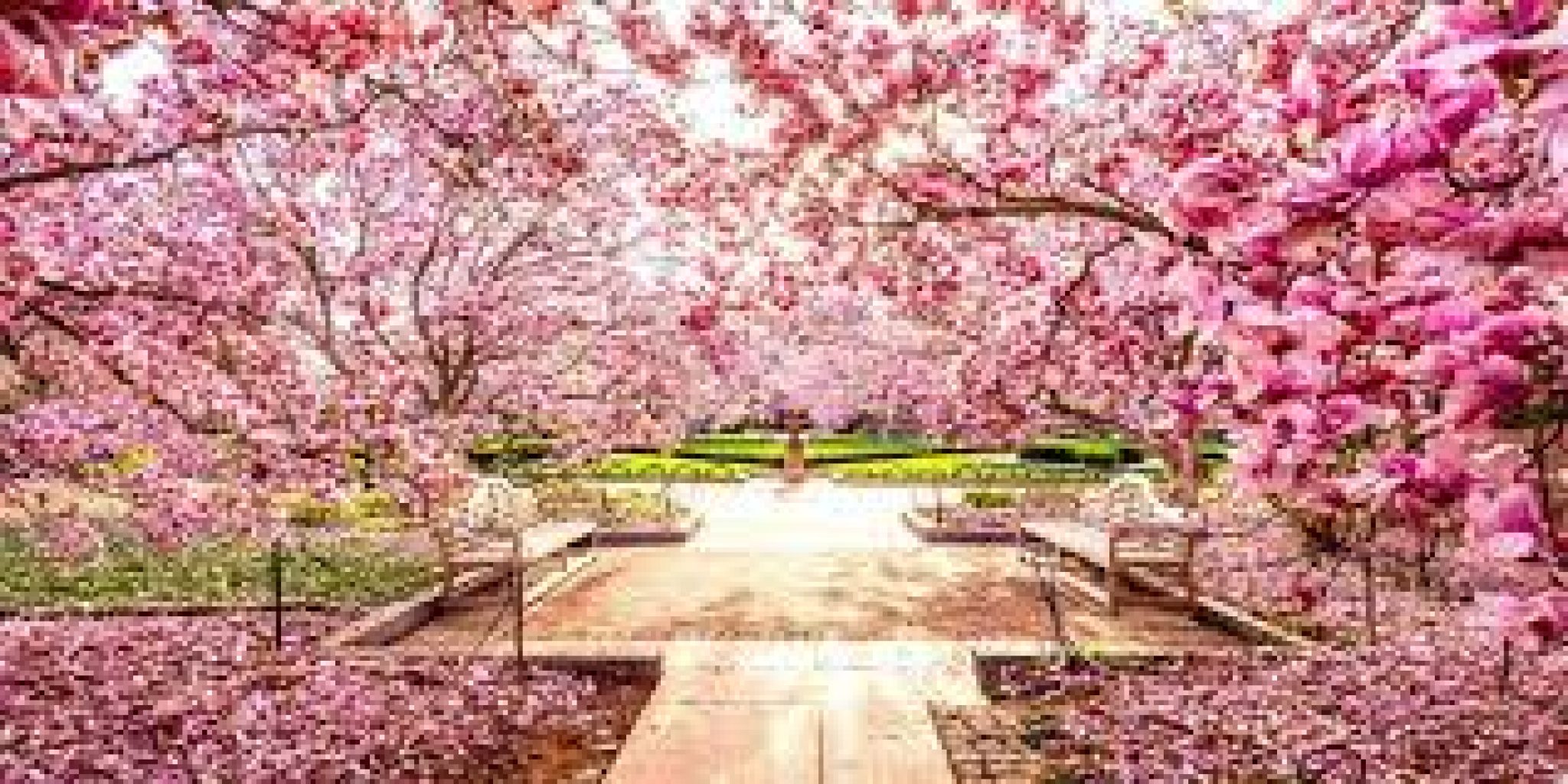 India International Cherry Blossom Festival