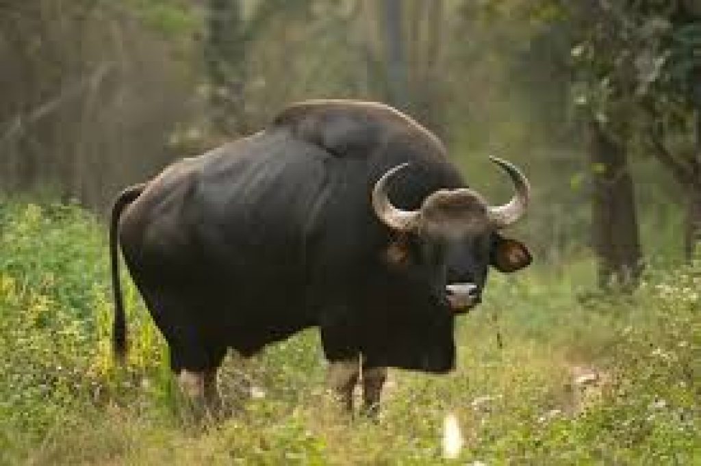 Indian Gaur