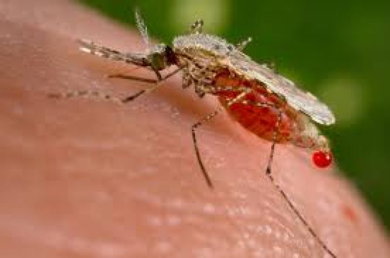 Detailed Genome Map Of Malaria Vector