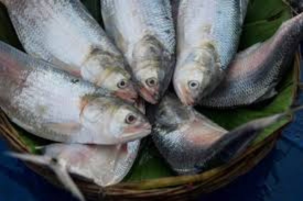 The Farakka ‘lock’ and hilsa