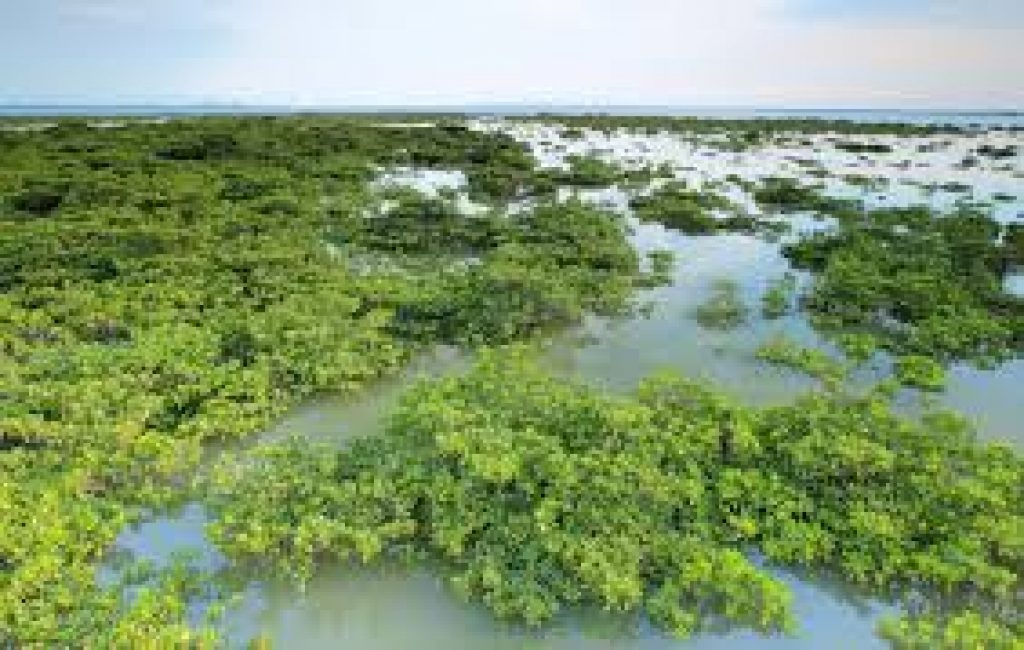 World Wetlands Day 2021