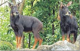 In a ‘first’, Himalayan Serow spotted in Assam
