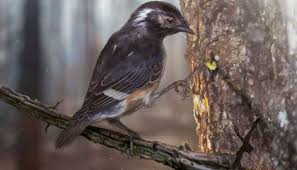 Long-Lost Babbler Bird Documented in Borneo