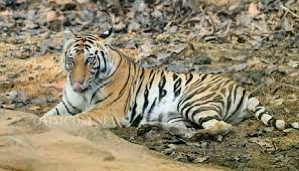 Odisha sends back tigress from Satkosia reserve to Madhya Pradesh