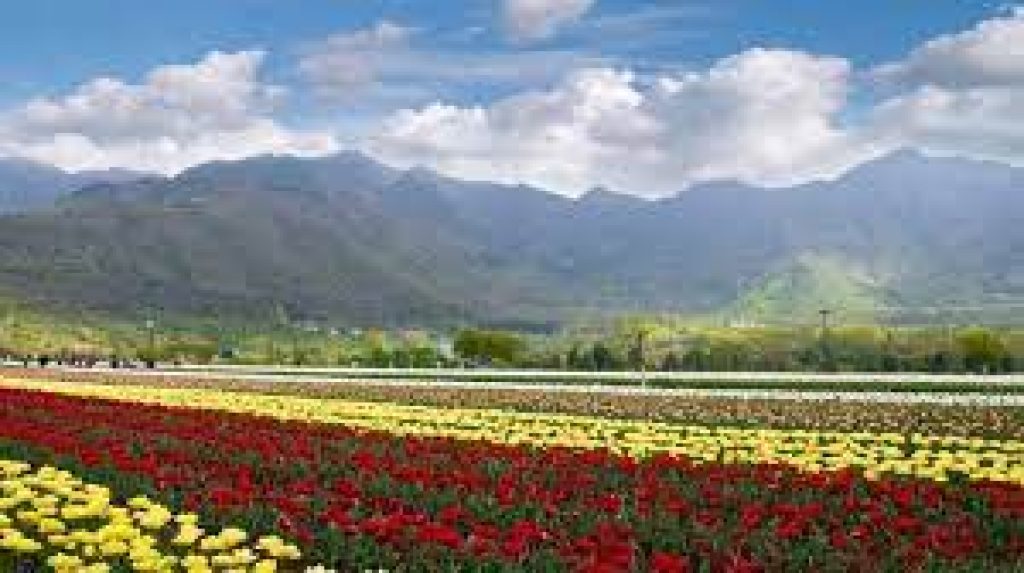 PM Modi asks people to visit Tulip garden in J&K