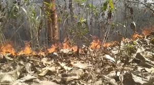 Simlipal forest Fire finally brought under control