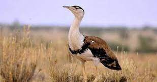 Supreme Court's steps to protect Great Indian Bustard