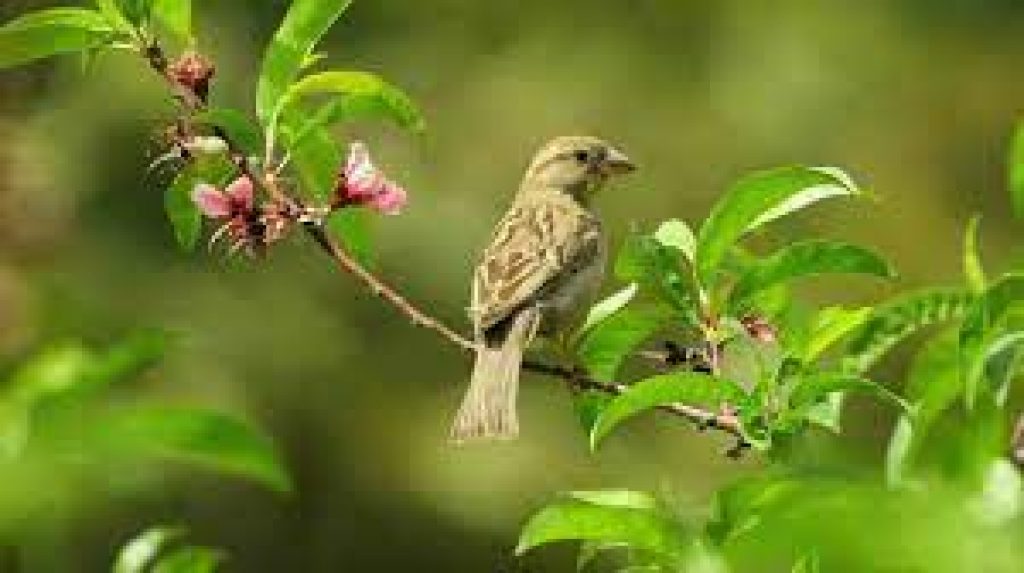 World Sparrow Day 2021