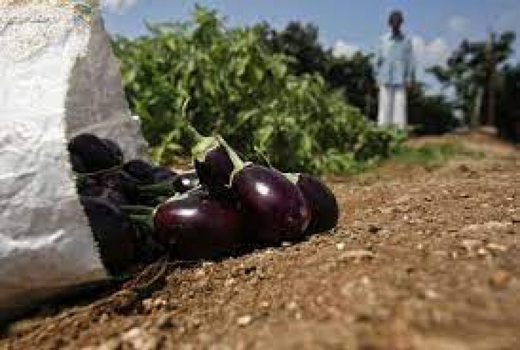 New nutrient rich crop & vegetable varieties of Punjab