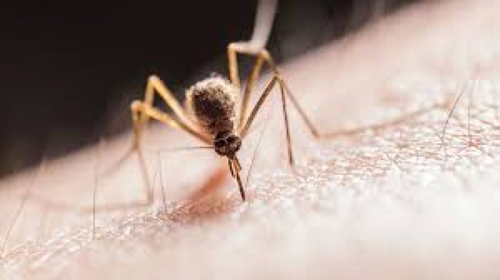 World Malaria Day 2021