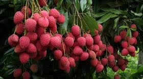 1st consignment of Shahi Litchi Exported from Bihar to UK
