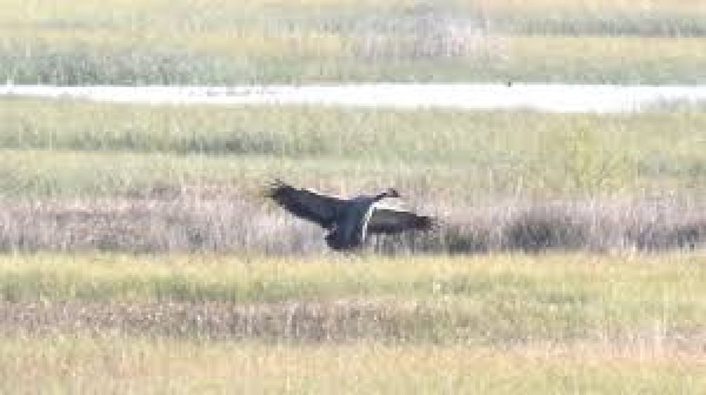 Common crane returns to Ireland after more than 3 centuries