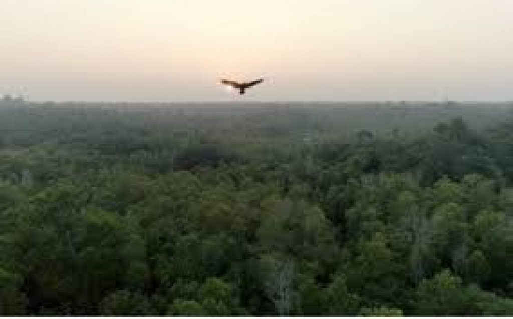 Documentary on Auroville’s afforestation project