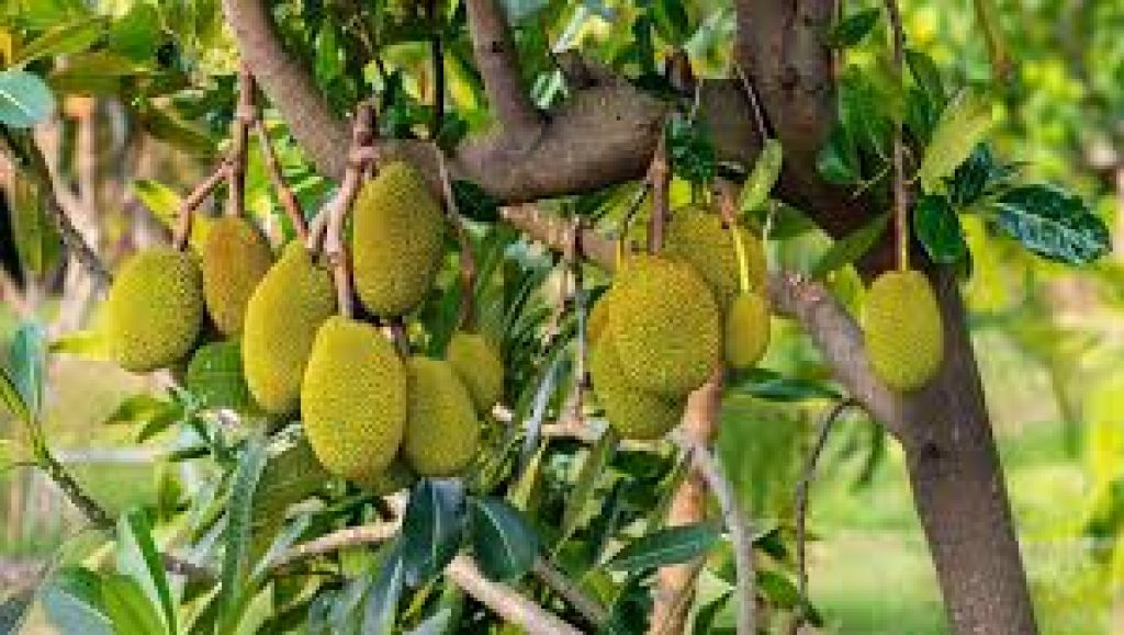 Export of 1.2 MT of fresh jackfruit from Tripura to London