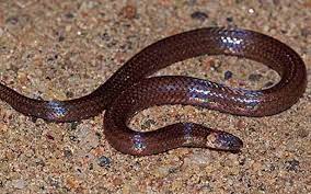 Herpetologist Deepak Veerappan has a snake named after him
