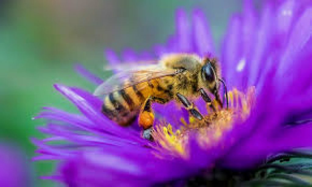 World Bee Day 2021