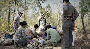 Radio Telemetry deployed to identify corridors used by tigers in the Vidarbha landscape