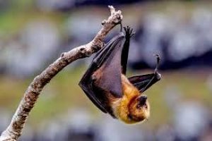 Researchers discovered antibodies of Nipah virus in bats