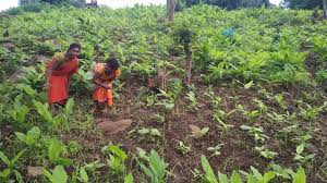 Women growing turmeric in Odisha’s Koraput district