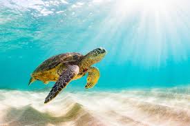 World Sea Turtle Day 2021