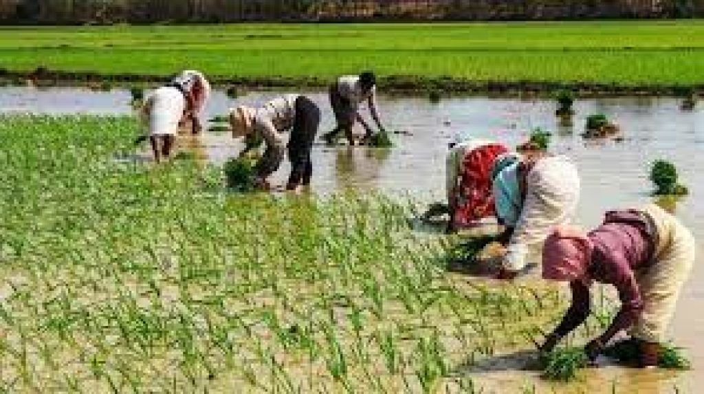 Bhartiya Prakritik Krishi Padhati (BPKP)