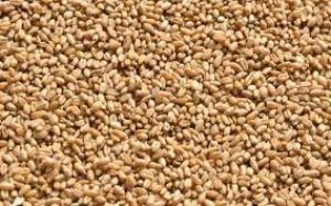 Exports of GI certified Bhalia wheat from Gujarat